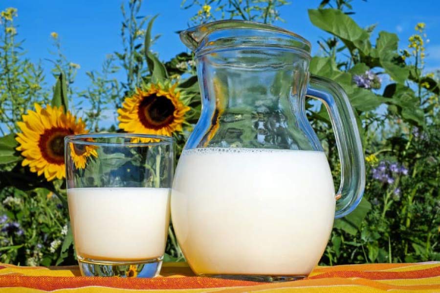 pitcher and glass of milk in front of a patch of sunflowers